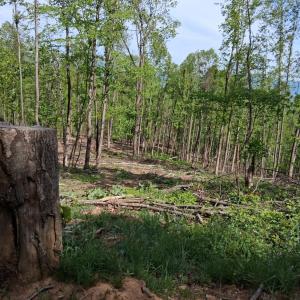 Photo #18 of Robinson Gap Road, Monroe, VA 102.1 acres