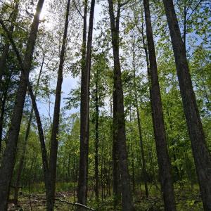 Photo #9 of Robinson Gap Road, Monroe, VA 102.1 acres
