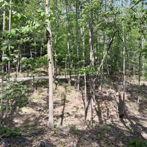 Photo #35 of Robinson Gap Road, Monroe, VA 102.1 acres