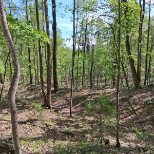 Photo #30 of Robinson Gap Road, Monroe, VA 102.1 acres