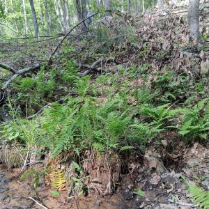 Photo #42 of Robinson Gap Road, Monroe, VA 102.1 acres