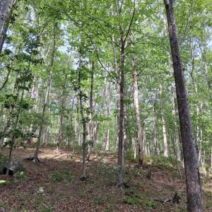 Photo #45 of Robinson Gap Road, Monroe, VA 102.1 acres