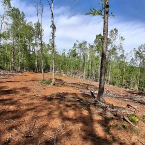 Photo #20 of Robinson Gap Road, Monroe, VA 102.1 acres