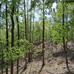 Photo #36 of Robinson Gap Road, Monroe, VA 102.1 acres