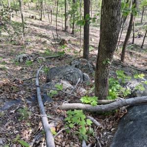 Photo #37 of Robinson Gap Road, Monroe, VA 102.1 acres