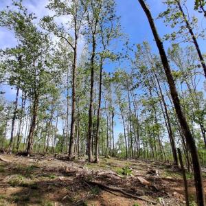 Photo #21 of Robinson Gap Road, Monroe, VA 102.1 acres