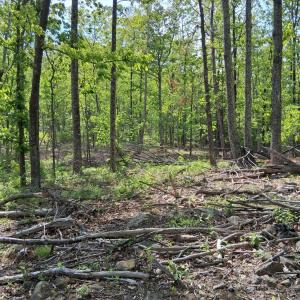 Photo #7 of Robinson Gap Road, Monroe, VA 102.1 acres