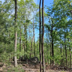 Photo #26 of Robinson Gap Road, Monroe, VA 102.1 acres
