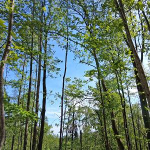 Photo #31 of Robinson Gap Road, Monroe, VA 102.1 acres