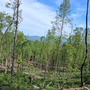 Photo #17 of Robinson Gap Road, Monroe, VA 102.1 acres