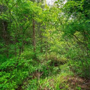 Photo #7 of Tin Top Place, Appomattox, VA 20.1 acres