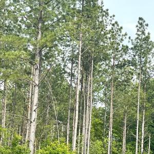 Photo #14 of Three Creeks Road, Gladys, VA 104.0 acres