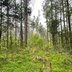 Photo #19 of Three Creeks Road, Gladys, VA 104.0 acres