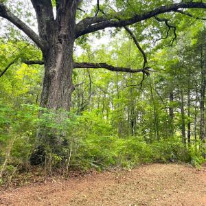 Photo #2 of Three Creeks Road, Gladys, VA 104.0 acres