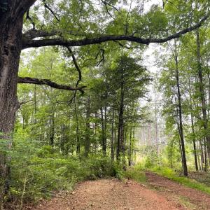 Photo #6 of Three Creeks Road, Gladys, VA 104.0 acres