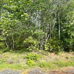 Photo #11 of Three Creeks Road, Gladys, VA 104.0 acres
