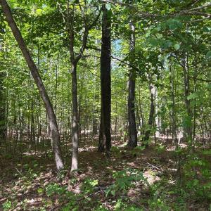 Mature Woods