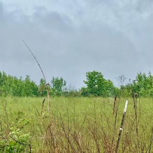 Photo #4 of Red House Road, Phenix, VA 70.5 acres