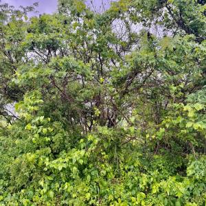 Photo #2 of Red House Road, Phenix, VA 70.5 acres