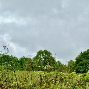 Photo #3 of Red House Road, Phenix, VA 70.5 acres