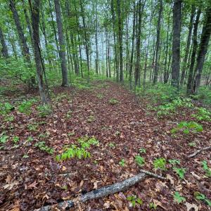 Photo #4 of James River Road, Appomattox, VA 149.5 acres