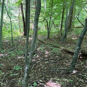 Photo #7 of 53 Sandy Court, Gretna, VA 1.3 acres