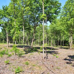 Photo #6 of Tower Hill Road, Appomattox, VA 16.1 acres