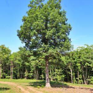 Photo #5 of Tower Hill Road, Appomattox, VA 16.1 acres