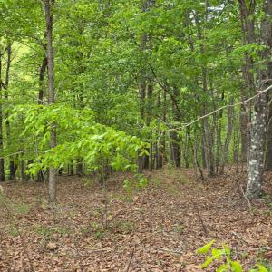 Photo #3 of Lot 25 Garrison Ridge, Pittsville, VA 1.3 acres