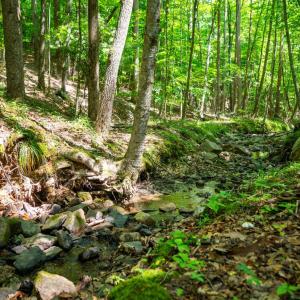 Photo #10 of Adventure Mountain, Montvale, VA 343.0 acres