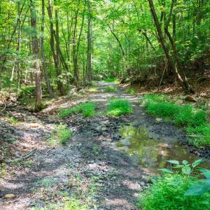 Photo #41 of Adventure Mountain, Montvale, VA 343.0 acres