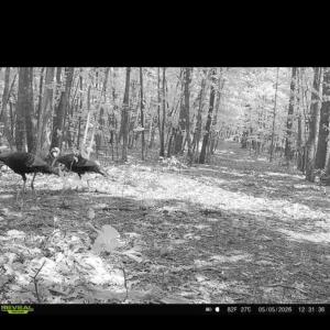 Photo #54 of Adventure Mountain, Montvale, VA 343.0 acres