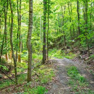Photo #48 of Adventure Mountain, Montvale, VA 343.0 acres