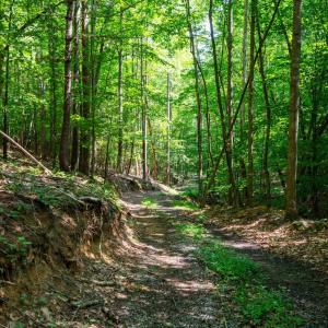Photo #40 of Adventure Mountain, Montvale, VA 343.0 acres
