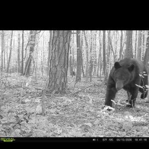 Photo #53 of Adventure Mountain, Montvale, VA 343.0 acres