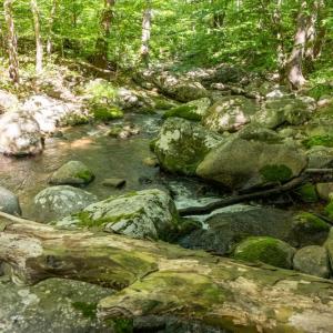 Photo #18 of 0 Meadows Lane, Montebello, VA 204.0 acres
