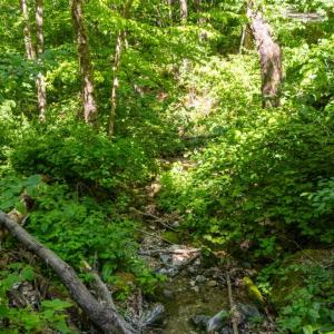 Photo #7 of 0 Meadows Lane, Montebello, VA 204.0 acres