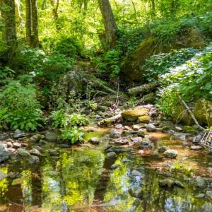 Photo #6 of 0 Meadows Lane, Montebello, VA 204.0 acres
