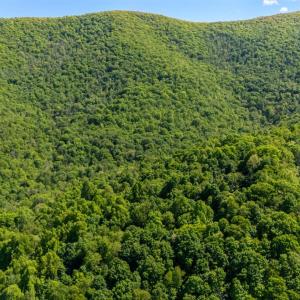 Photo #11 of 0 Meadows Lane, Montebello, VA 204.0 acres