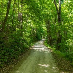 Photo #5 of 0 Meadows Lane, Montebello, VA 204.0 acres