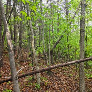 Photo #11 of Dreaming Creek Road, Concord, VA 128.6 acres