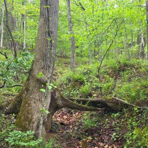 Photo #9 of Dreaming Creek Road, Concord, VA 128.6 acres