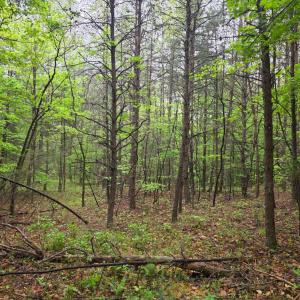 Photo #14 of Dreaming Creek Road, Concord, VA 128.6 acres