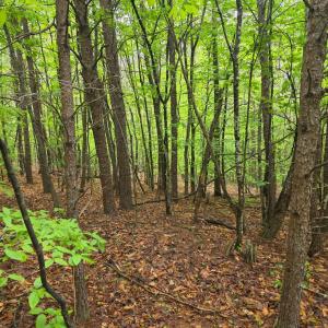 Photo #15 of Dreaming Creek Road, Concord, VA 128.6 acres