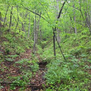 Photo #10 of Dreaming Creek Road, Concord, VA 128.6 acres
