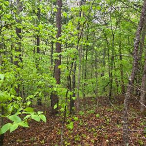 Photo #12 of Dreaming Creek Road, Concord, VA 128.6 acres