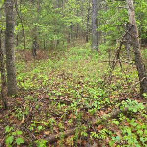Photo #13 of Dreaming Creek Road, Concord, VA 128.6 acres