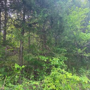 Photo #2 of Dreaming Creek Road, Concord, VA 11.0 acres