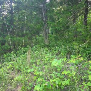 Photo #3 of Dreaming Creek Road, Concord, VA 11.0 acres
