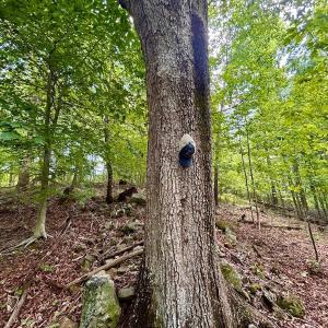 Photo #43 of Stewartsville Rd, Vinton, VA 17.5 acres